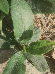 Eclipta prostrata