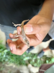 Hemidactylus mabouia