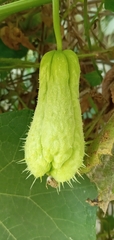 Sicyoeae