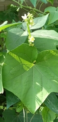 Sicyoeae