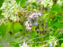 Chiomara georgina