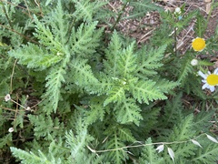 Argyranthemum broussonetii image