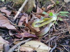 Mastigodryas boddaerti