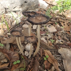 Coprinopsis picacea