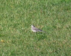 Motacilla alba alba