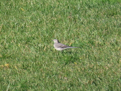 Motacilla alba alba