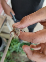 Hemidactylus mabouia