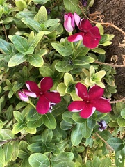 Catharanthus roseus