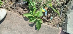 Petiveria alliacea