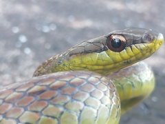 Mastigodryas boddaerti