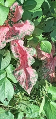 Caladium bicolor