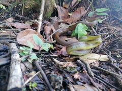 Mastigodryas boddaerti