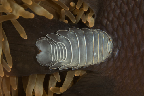 Renocila ovata