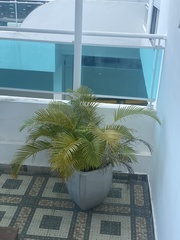 Arecaceae