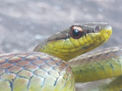 Mastigodryas boddaerti