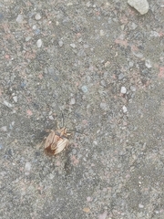 Antiteuchus