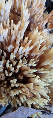 Ramaria stricta
