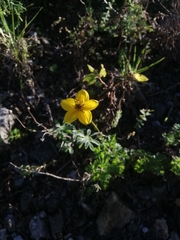 Bidens triplinervia