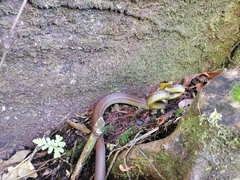 Mastigodryas boddaerti