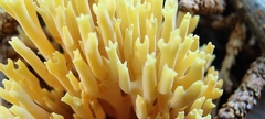 Ramaria stricta