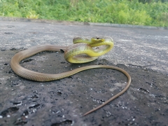 Mastigodryas boddaerti