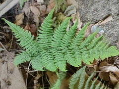 Macrothelypteris torresiana