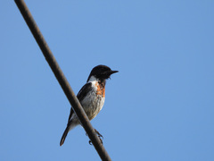 Saxicola torquatus