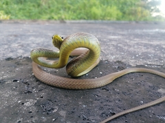 Mastigodryas boddaerti