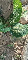 Dieffenbachia seguine