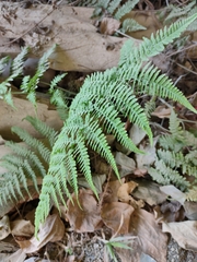 Macrothelypteris torresiana