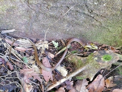 Mastigodryas boddaerti