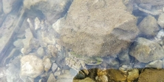 Pelophylax ridibundus