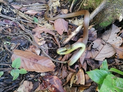 Mastigodryas boddaerti