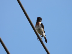 Saxicola torquatus
