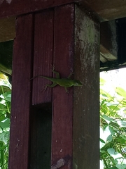 Anolis evermanni