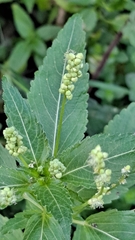 Mercurialis annua