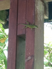 Anolis evermanni