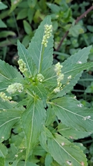 Mercurialis annua