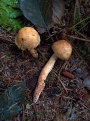 Cortinarius rubiginosus