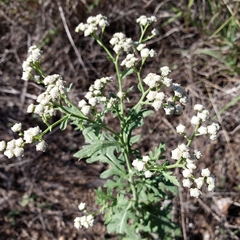 Parthenium confertum