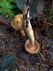 Cortinarius rubiginosus