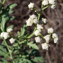 Parthenium confertum