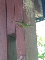 Anolis evermanni