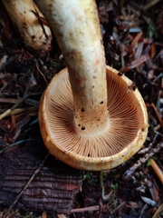 Cortinarius rubiginosus