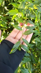 Sarcococca