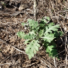 Parthenium confertum