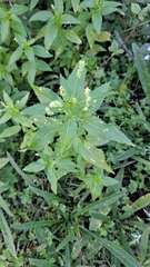 Mercurialis annua