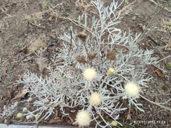 Argyranthemum frutescens