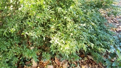 Sarcococca