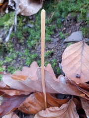 Macrotyphula fistulosa